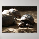 old tortoises posters