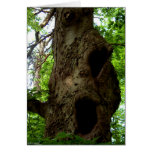 Old Tree Cards