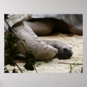 Old Turtle posters