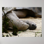 Old Turtle posters