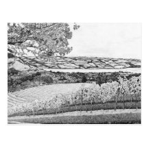 Old Walls Vineyard - Blank Post Card