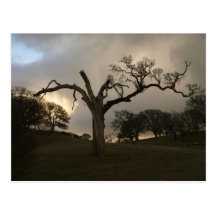 Old Winter Oak Post Card