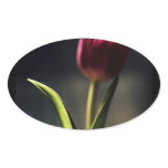Old World Light, Tulip Stem, artography, Oval Sticker