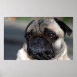 Older Pug Contemplating Life posters