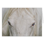 ole blue eyes cards