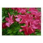 Oleander Blossoms & Berries Coordinating Items cards