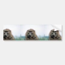 Olive Baboon Bumper Sticker