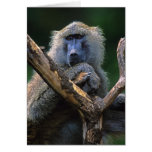 Olive baboon (Papio anubis) Greeting Card
