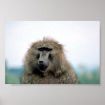 Olive Baboon Poster