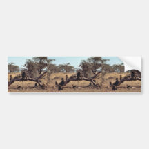 Olive Baboons Bumper Sticker