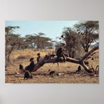 Olive Baboons Poster