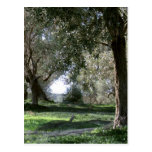 Olive Grove Postcard