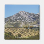 Olive Groves Magnet