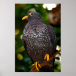 Olive Pigeon Photograph posters