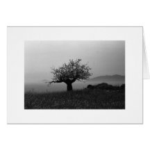 Olive Tree by the Sea Card