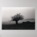 Olive Tree by the Sea Poster posters