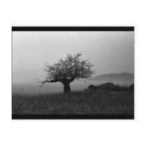 Olive Tree (postcard)