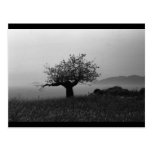 Olive Tree (postcard)