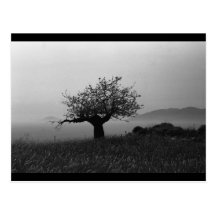 Olive Tree (postcard)