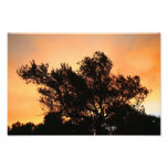 Olive Tree Silhouette At Sunset Photo