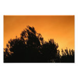 Olive Tree Silhouette At Sunset Photo