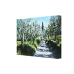 OLIVE TREES IN RIMAGGIO TUSCANY