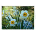 Oliver's Orchard cards