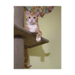on cat tree postcards
