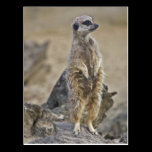 On-Duty Meerkat Postcard postcards