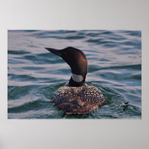 On his Tail Posters