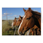 On the line cards