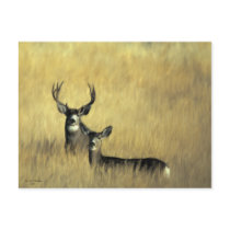 On the Lookout Mule Deer Postcards