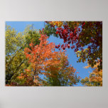 On The Tree Tops posters