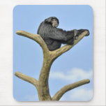 On Top of the World Gibbon Mouse Pad