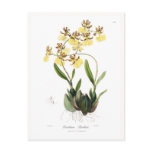 Oncidium Barkeri Postcards