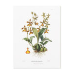 Oncidium insleayi post card