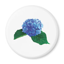 One Blue Hydrangea