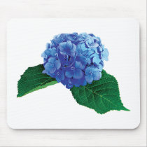 One Blue Hydrangea