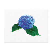 One Blue Hydrangea