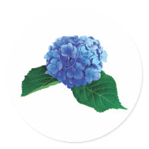 One Blue Hydrangea