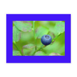 one blueberry postcards