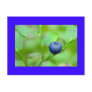 one blueberry postcards