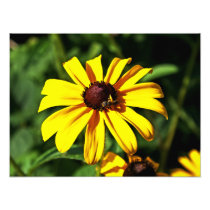 One Bright Yellow Black-Eyed Susan Flower with Bee Photo