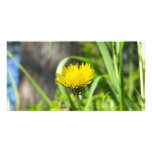 One Dandelion photo cards