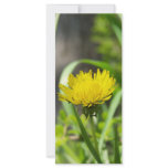 One Dandelion rack cards