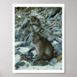 ONE EYED MONKEY posters
