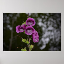 One Foxglove Down Dark Posters