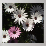 One lone pink daisy posters