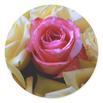 One of a Kind Love, Unique Beauty Pink Yellow Rose