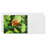 One Orange Nasturtium rack cards